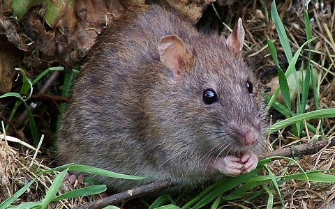 Nueva Zelanda quiere deshacerse de todas sus ratas para 2050